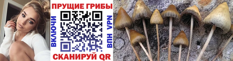 Псилоцибиновые грибы мицелий  купить наркотик  Бахчисарай 